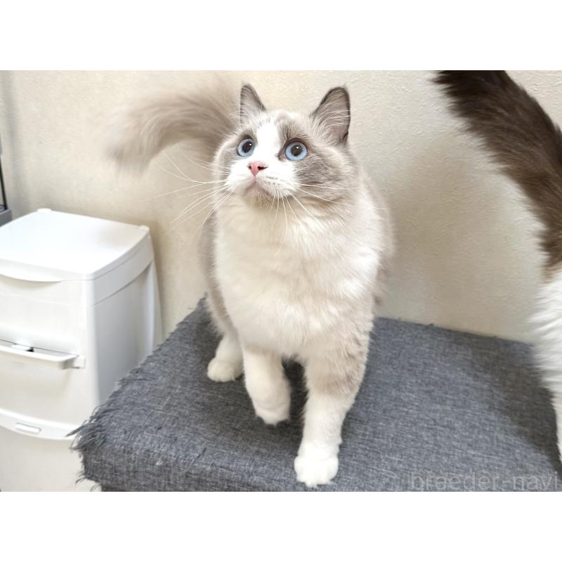 ココちゃん1枚目