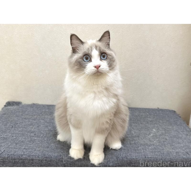 ココちゃん1枚目