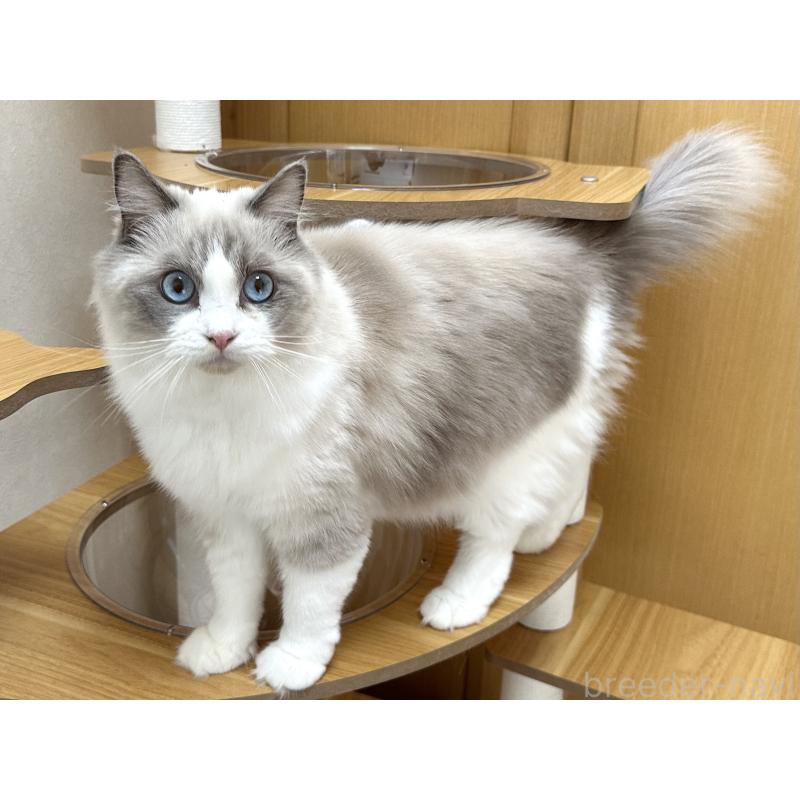 ココちゃん1枚目