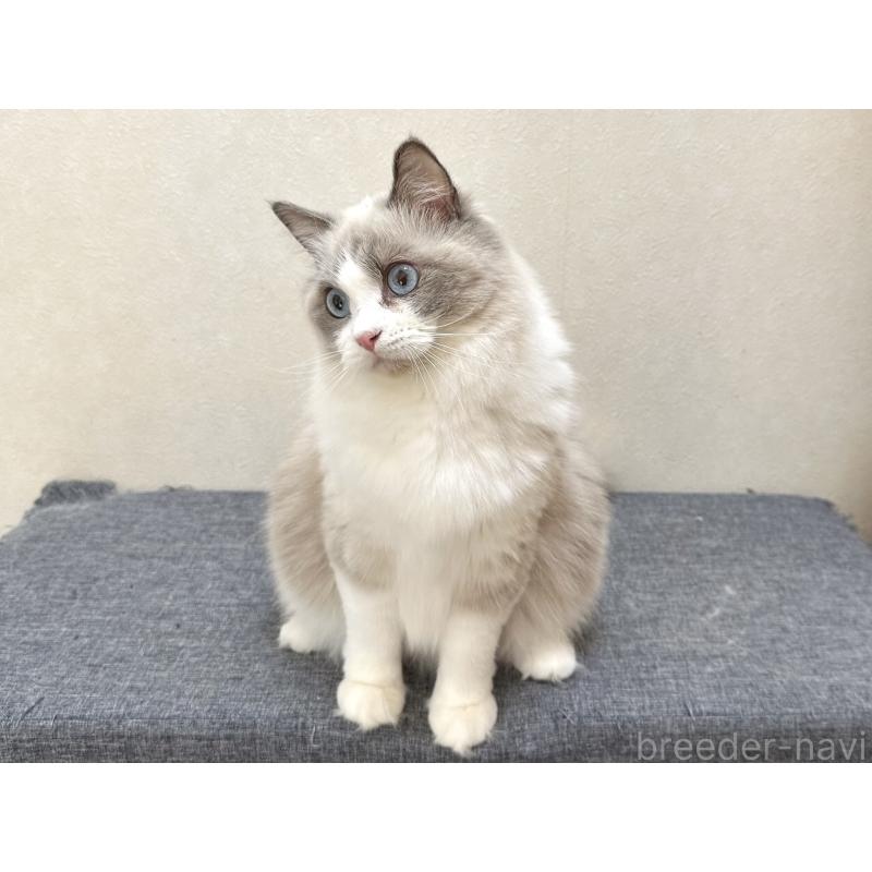 ココちゃん1枚目