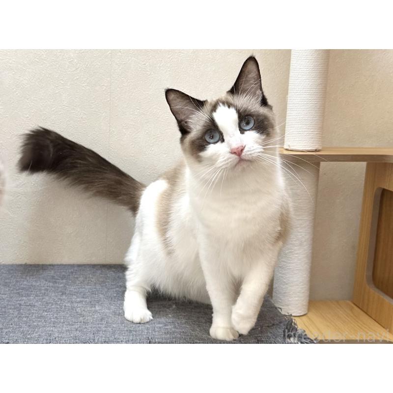 ラテちゃん1枚目