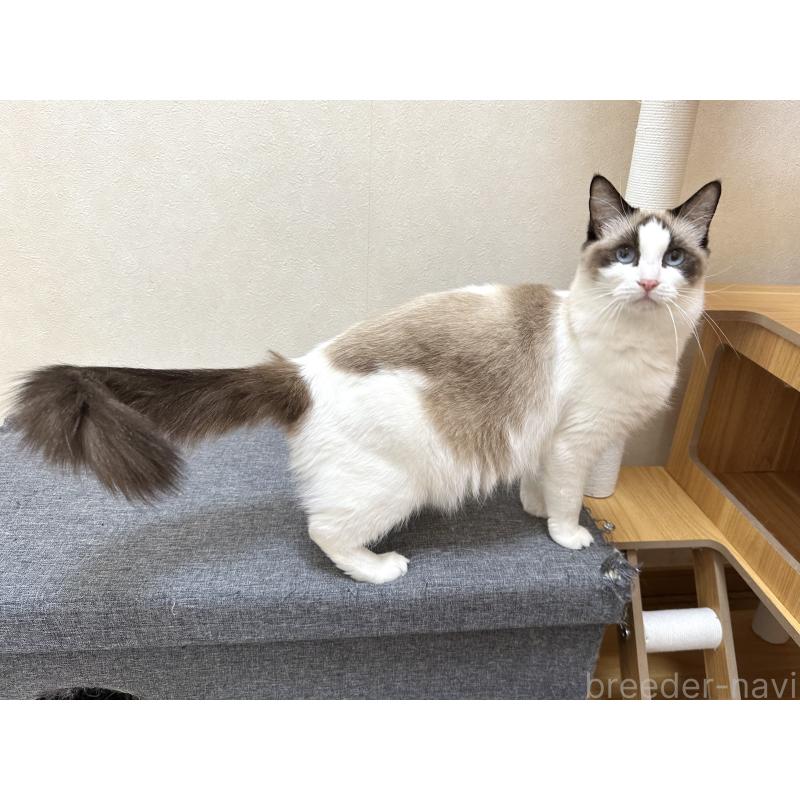 ラテちゃん1枚目