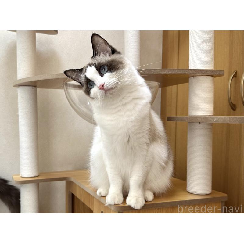 ラテちゃん1枚目