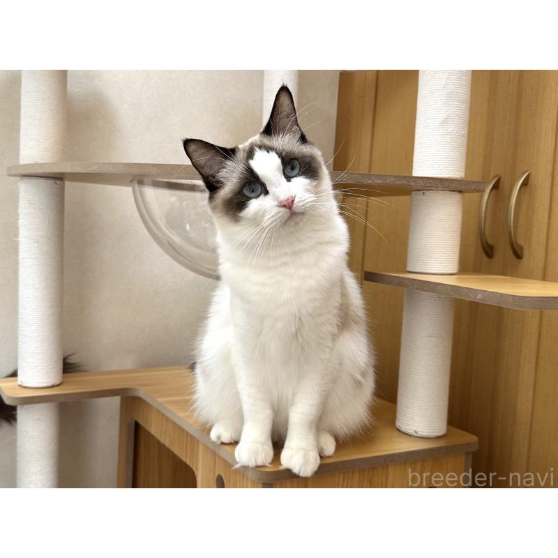 ラテちゃん1枚目