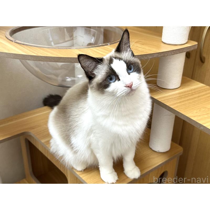 ラテちゃん1枚目