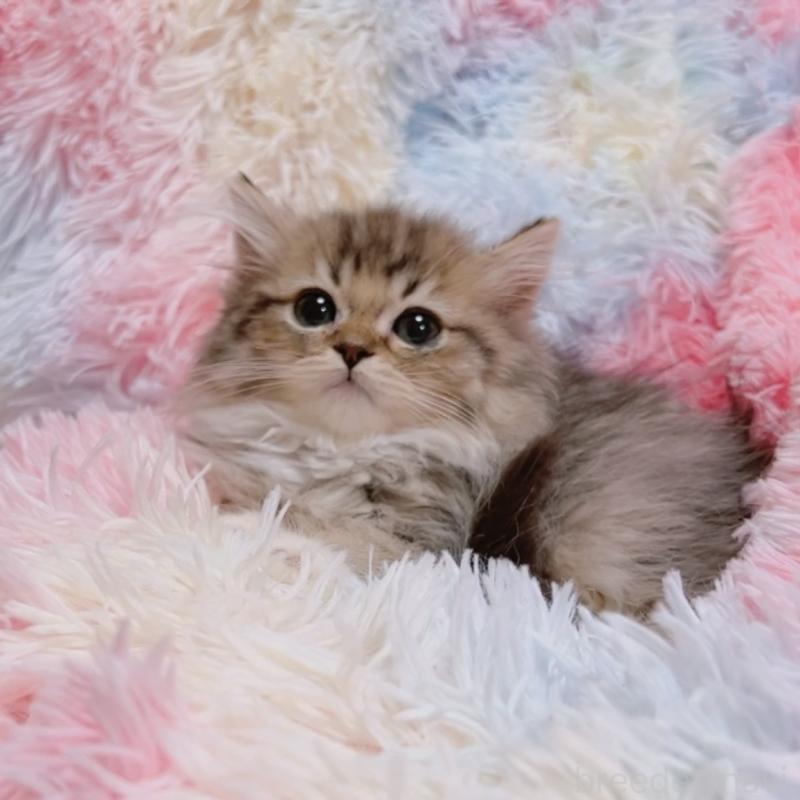 販売中の兵庫県のマンチカン-137708の5枚目