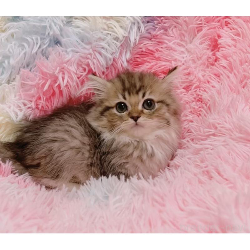 販売中の兵庫県のマンチカン-137708の4枚目