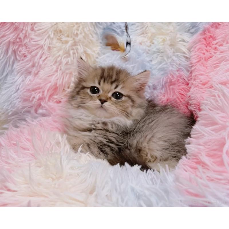 販売中の兵庫県のマンチカン-137708の3枚目