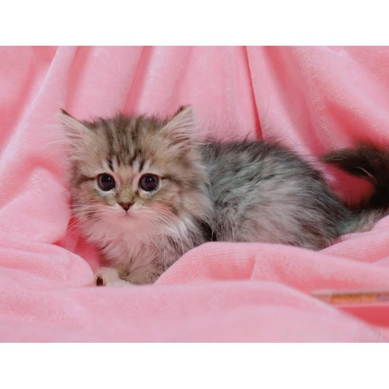 販売中の兵庫県のマンチカン-137708の2枚目