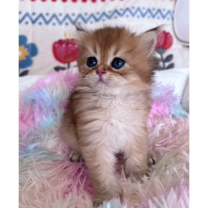 販売中の千葉県のブリティッシュショートヘア-137709の8枚目