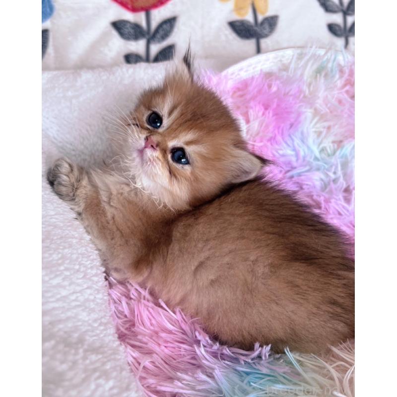 販売中の千葉県のブリティッシュショートヘア-137709の7枚目