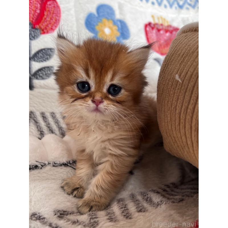 販売中の千葉県のブリティッシュショートヘア-137709の6枚目