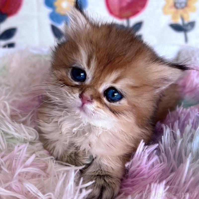 販売中の千葉県のブリティッシュショートヘア-137709の1枚目