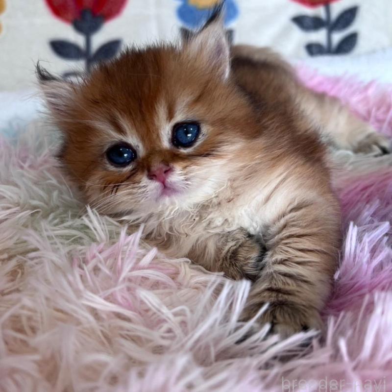 販売中の千葉県のブリティッシュショートヘア-137709の4枚目