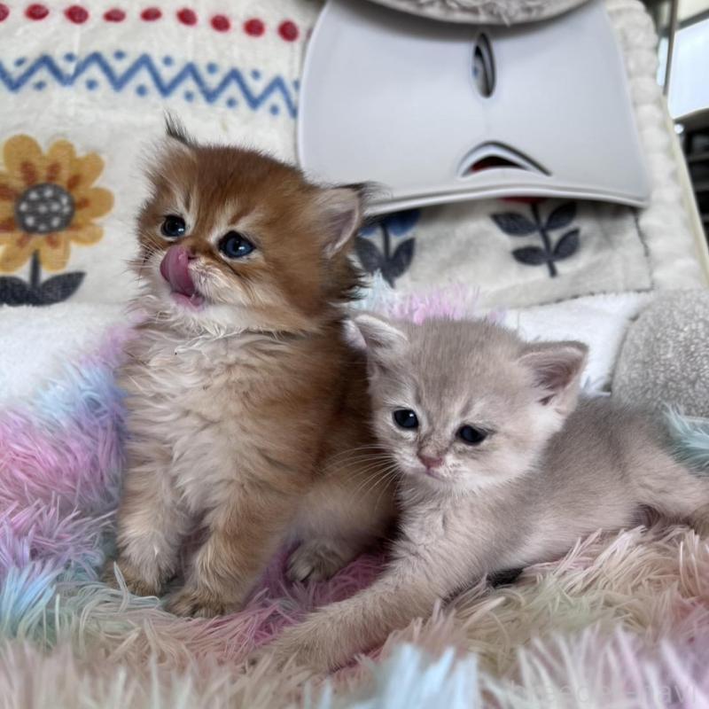 販売中の千葉県のブリティッシュショートヘア-137709の3枚目