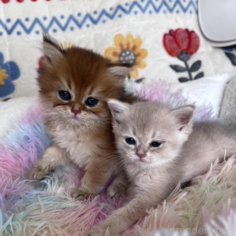 販売中の千葉県のブリティッシュショートヘア-137709の2枚目