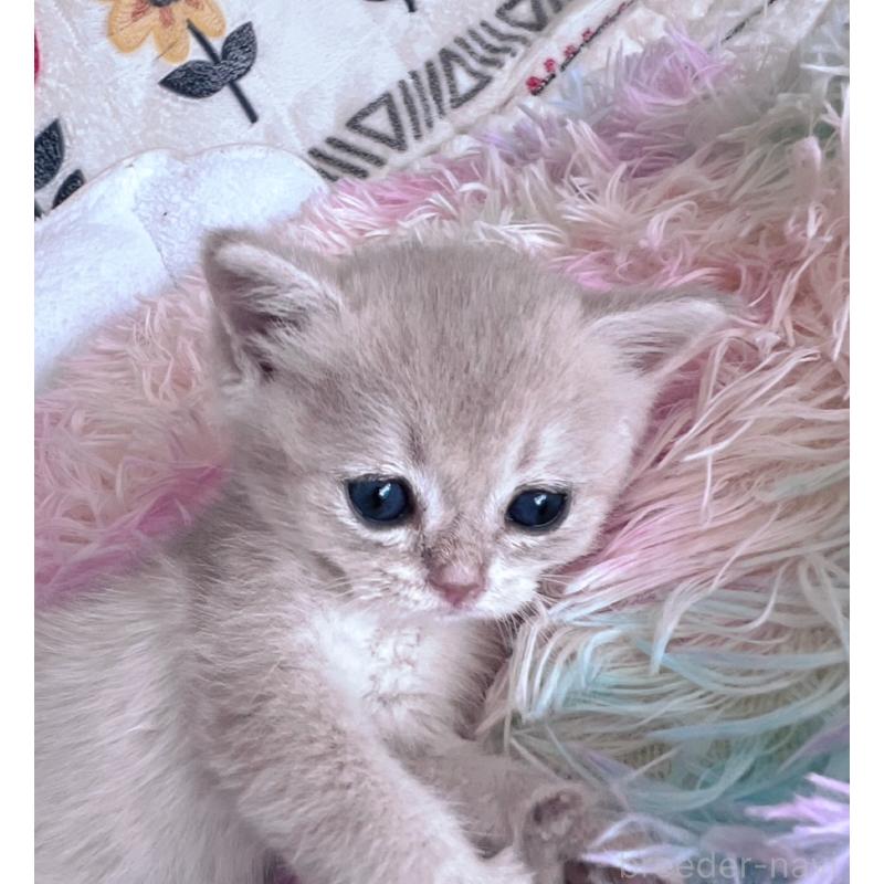 販売中の千葉県のブリティッシュショートヘア-137710の7枚目