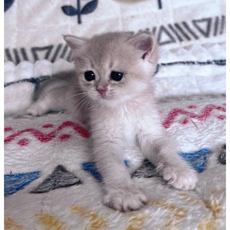 販売中の千葉県のブリティッシュショートヘア-137710の6枚目