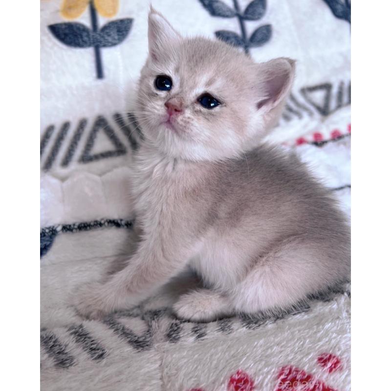 販売中の千葉県のブリティッシュショートヘア-137710の5枚目