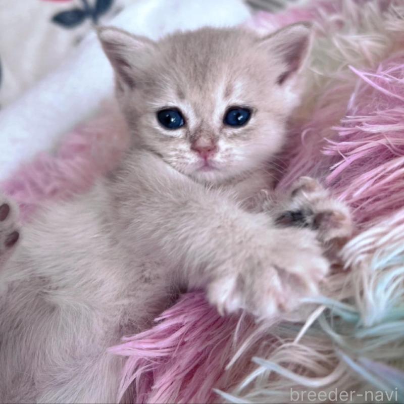 販売中の千葉県のブリティッシュショートヘア-137710