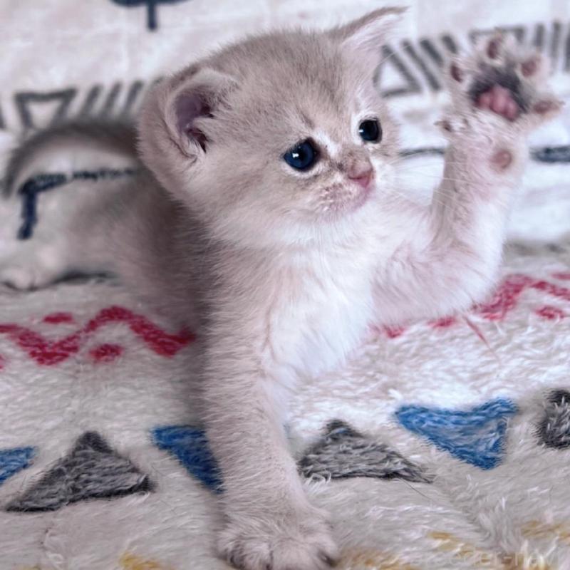 販売中の千葉県のブリティッシュショートヘア-137710の3枚目