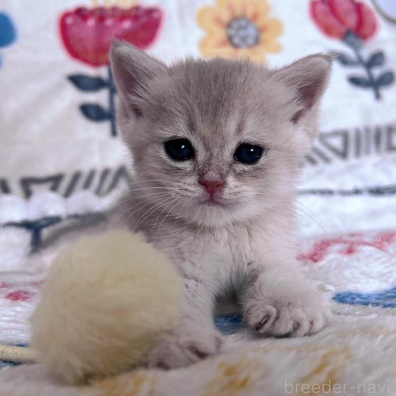 販売中の千葉県のブリティッシュショートヘア-137710の2枚目