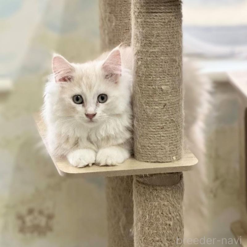 販売中の埼玉県のサイベリアン-132262の1枚目