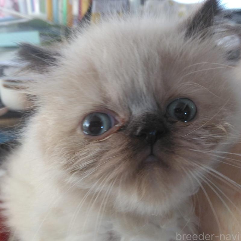 販売中の静岡県のヒマラヤン-137711の5枚目