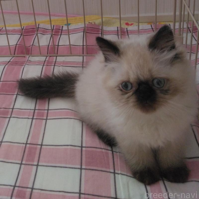 販売中の静岡県のヒマラヤン-137711の4枚目