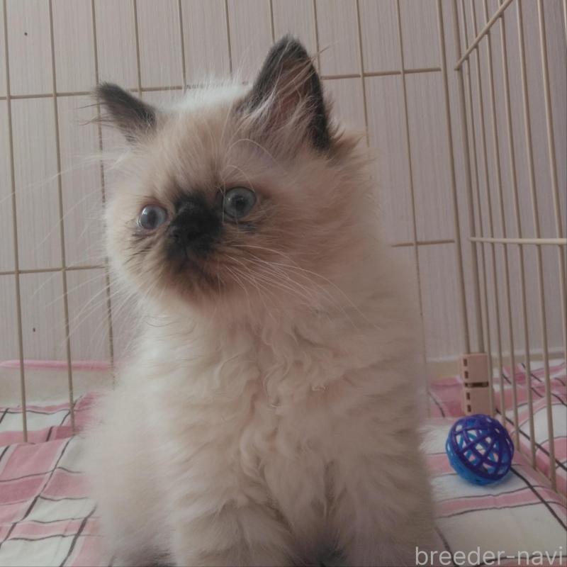 販売中の静岡県のヒマラヤン-137711の3枚目