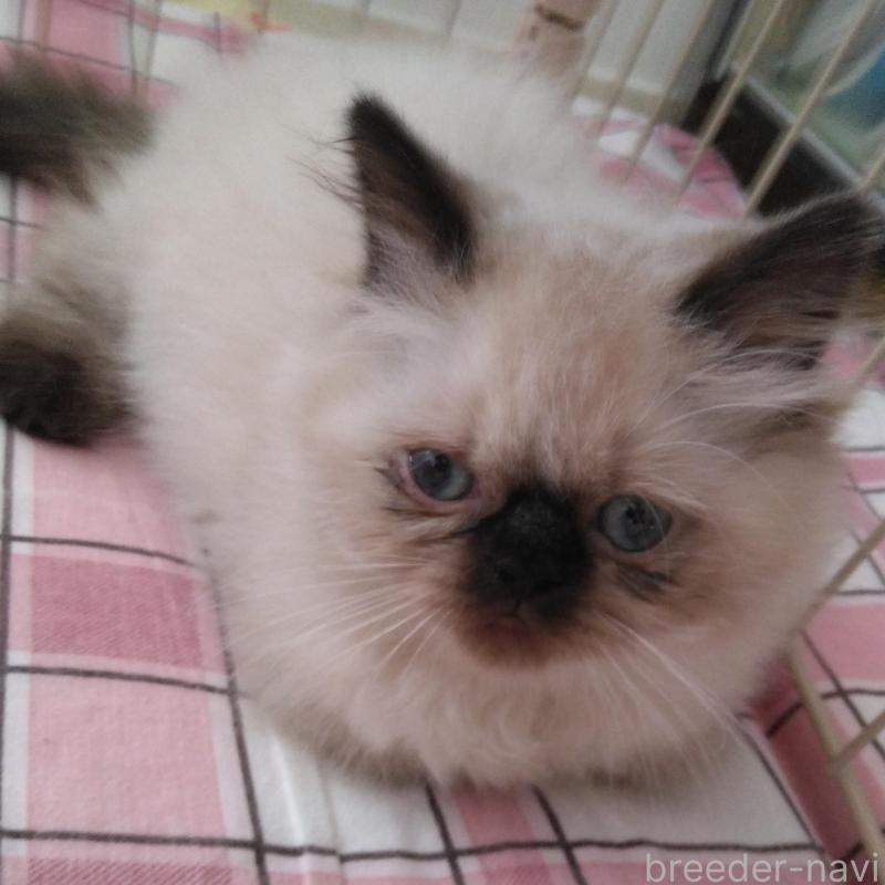 販売中の静岡県のヒマラヤン-137711の2枚目