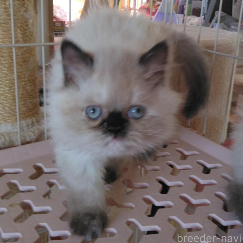 販売中の静岡県のヒマラヤン-137712の2枚目