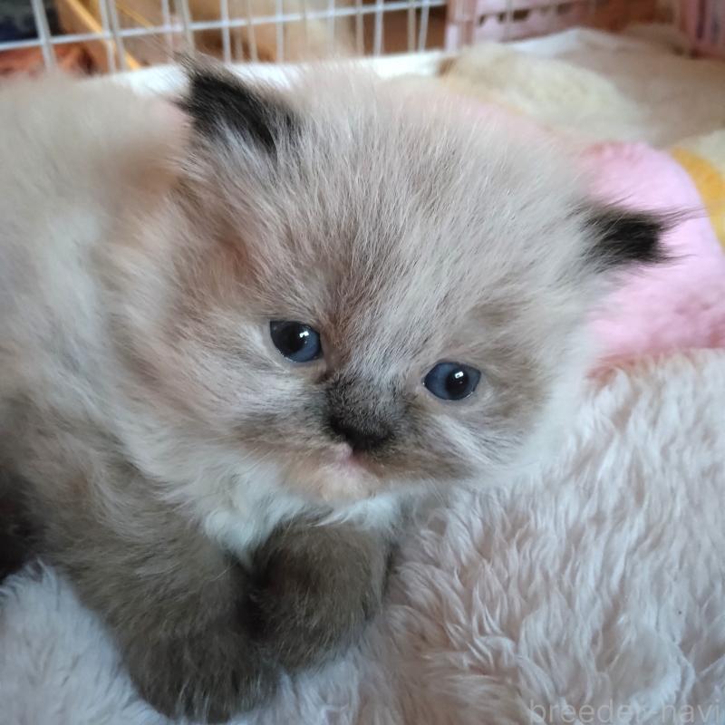 販売中の静岡県のヒマラヤン-137713の3枚目