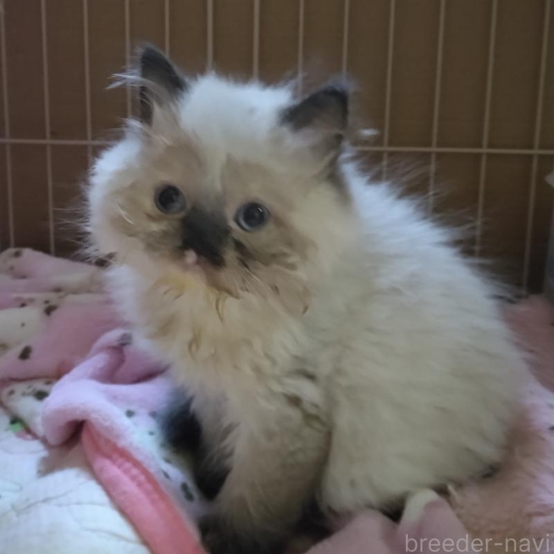 販売中の静岡県のヒマラヤン-137713の2枚目