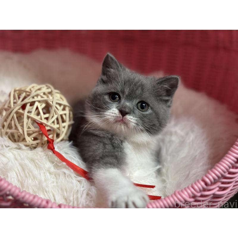 販売中の神奈川県のブリティッシュショートヘア-136608の18枚目