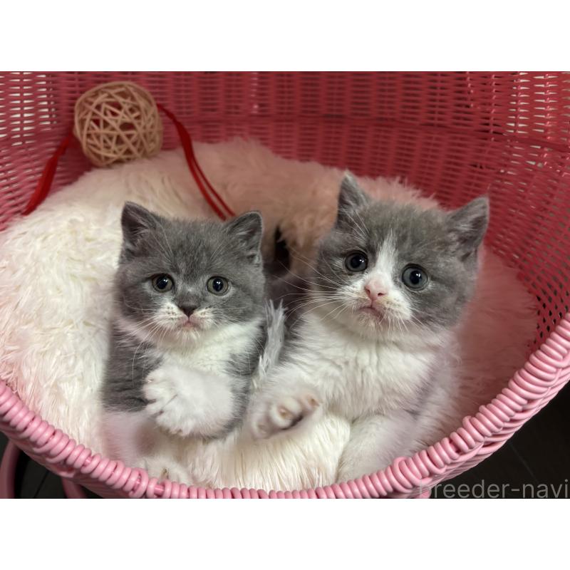 販売中の神奈川県のブリティッシュショートヘア-136608の17枚目