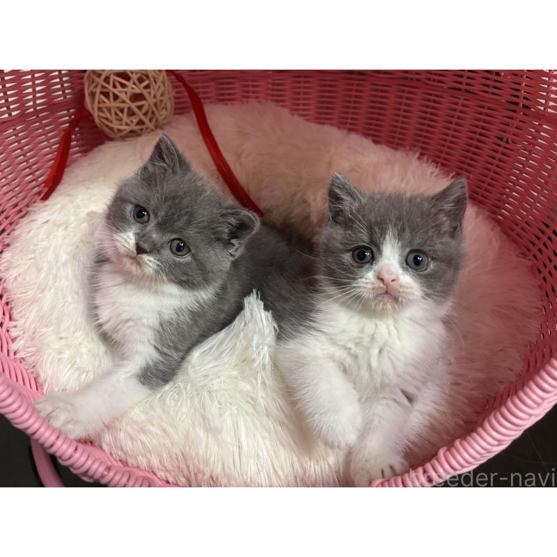 販売中の神奈川県のブリティッシュショートヘア-136608の16枚目