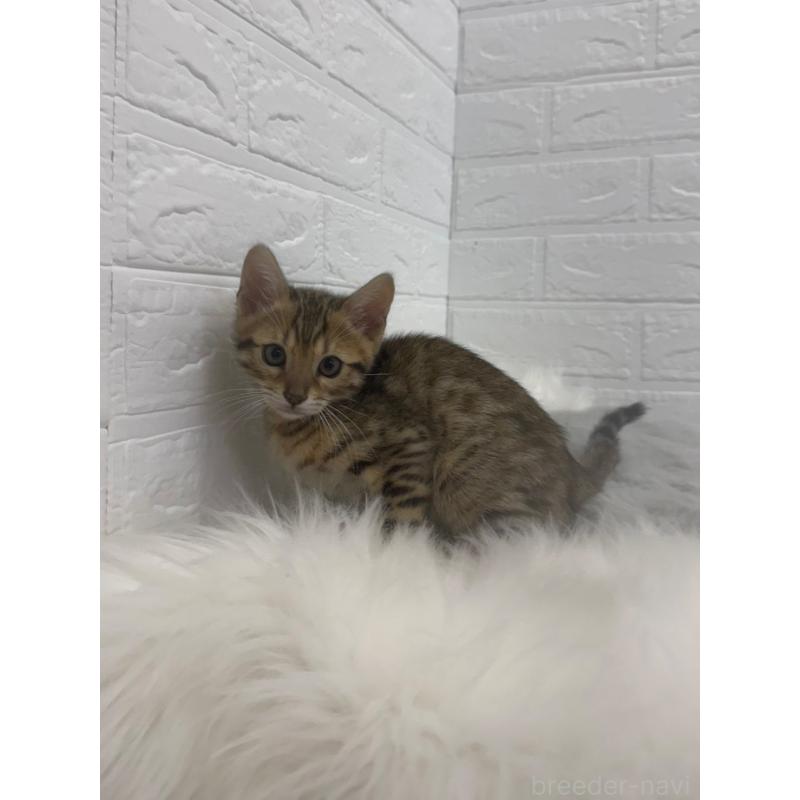 販売中の岡山県のベンガル-137764の4枚目