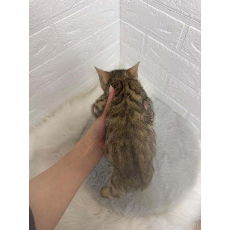 販売中の岡山県のベンガル-137764の3枚目