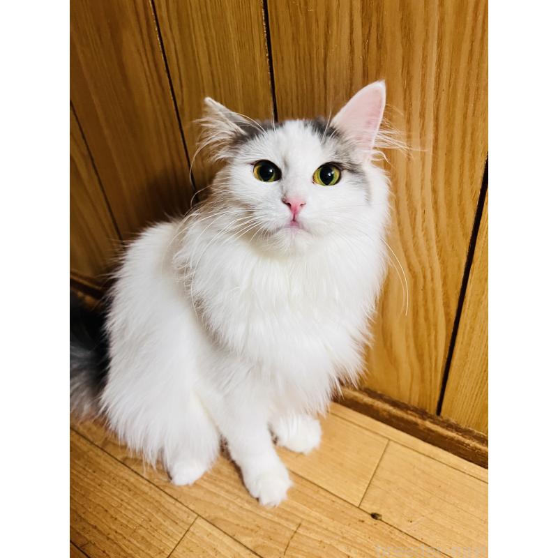 販売中の大阪府のミヌエット-137776