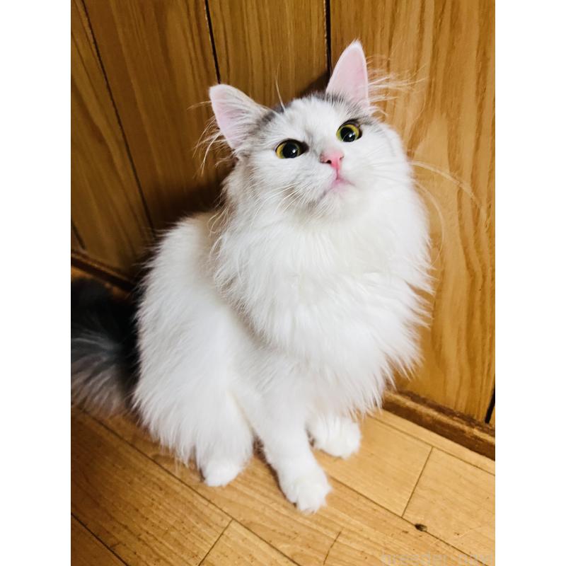 販売中の大阪府のミヌエット-137776の5枚目