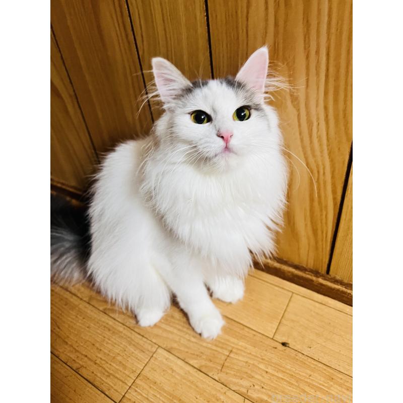 販売中の大阪府のミヌエット-137776の4枚目