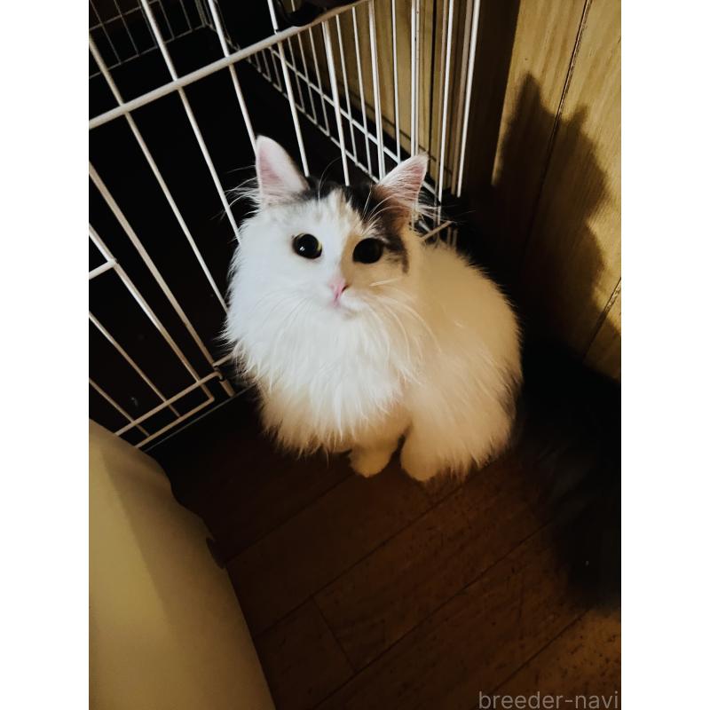 販売中の大阪府のミヌエット-137776の2枚目