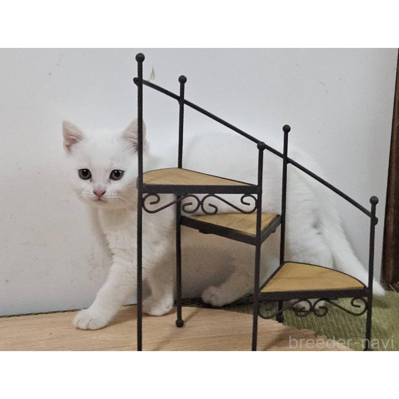 販売中の兵庫県のマンチカン-137777の7枚目