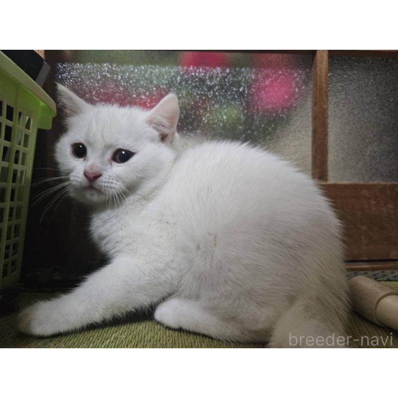 販売中の兵庫県のマンチカン-137777の6枚目