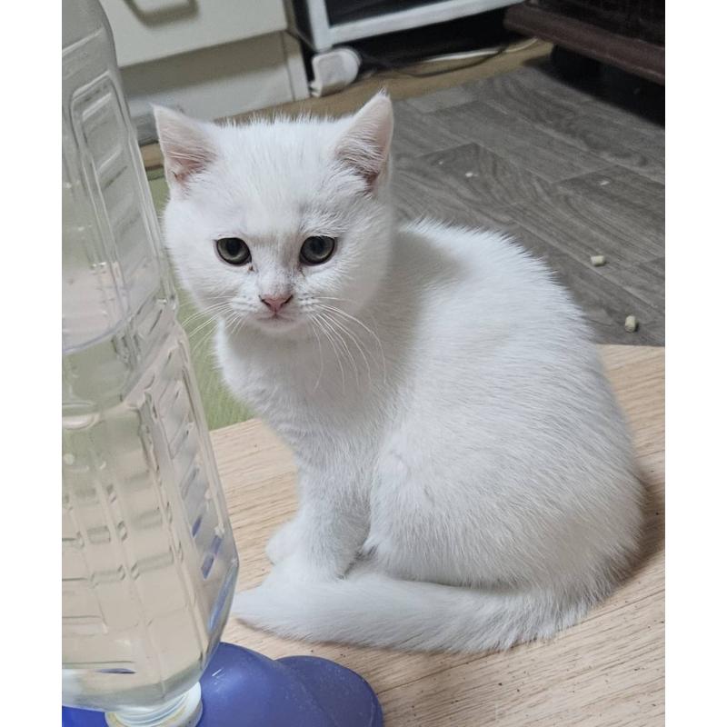 販売中の兵庫県のマンチカン-137777の5枚目