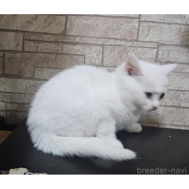 販売中の兵庫県のマンチカン-137777の3枚目