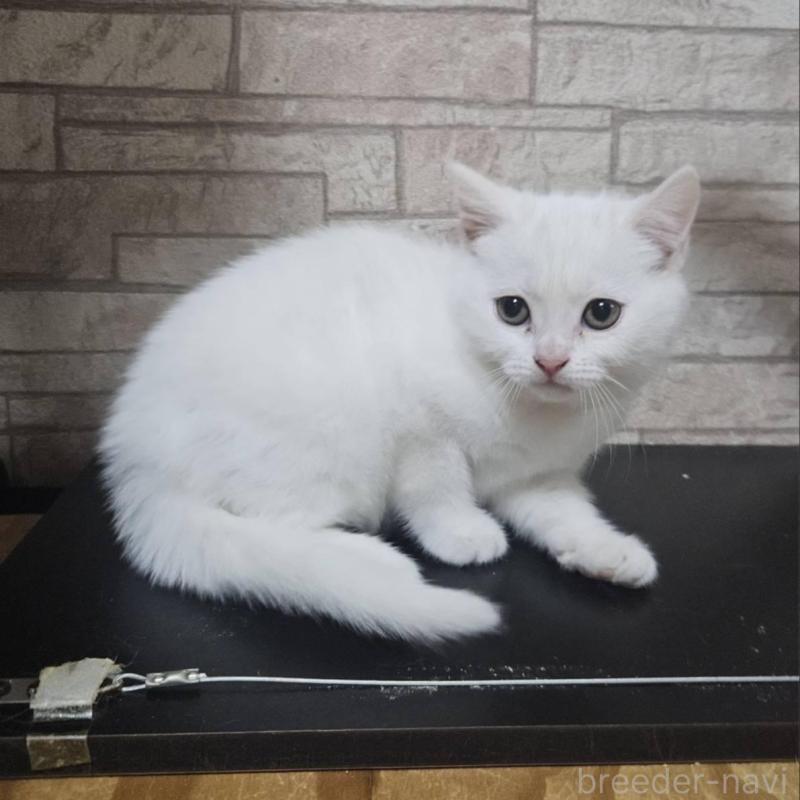 販売中の兵庫県のマンチカン-137777