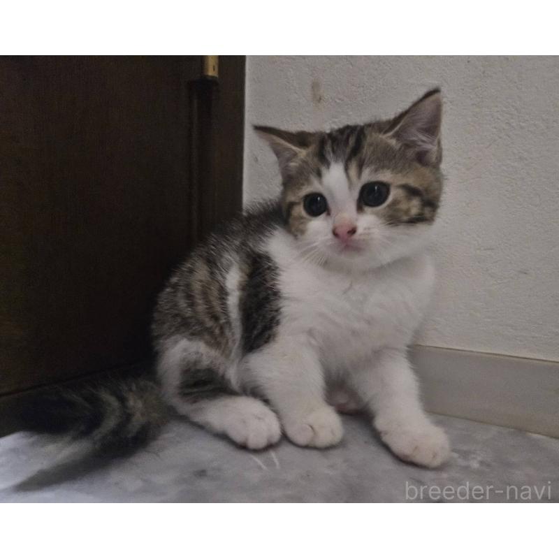 販売中の兵庫県のマンチカン-137778の9枚目