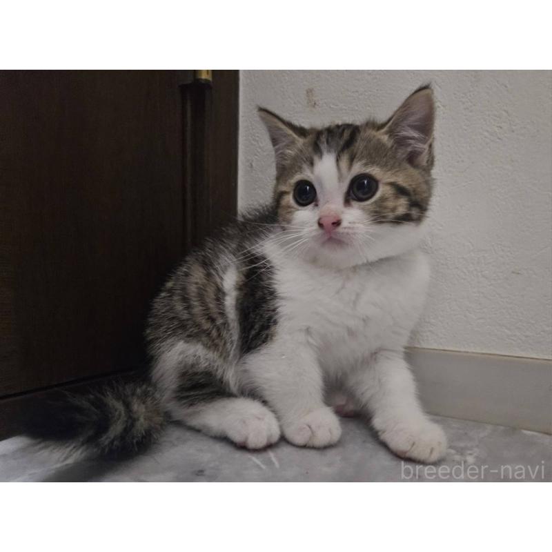 販売中の兵庫県のマンチカン-137778の8枚目